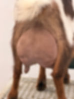 Dam: Castle Rock Alexisse