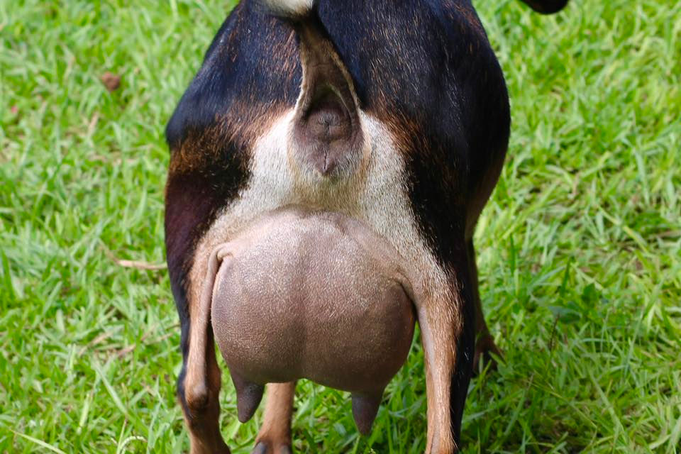 Half paternal sister: Lill Hill WH Fleur-de-Lis