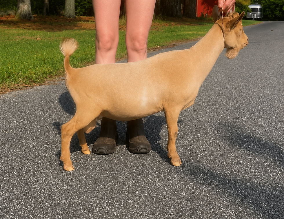 Trafalgar Farms Libra Aragorn