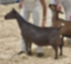 Dam: GCH Argonne's Mud Pie (PC CA Blackberry)