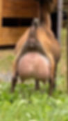 SD: Wood Bridge Farm Sundance EEEE92 (PC Hilltown Meadows)