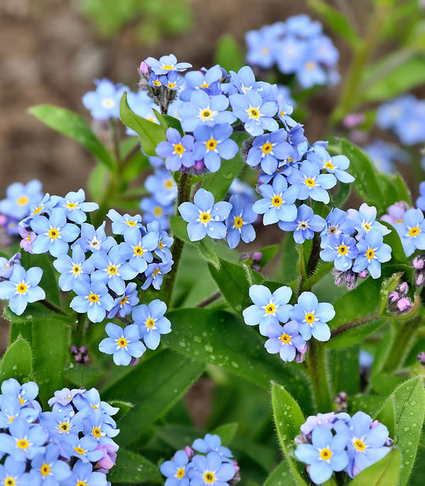 forget-me-not-woodland.jpg