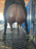 Dam: Twin Pears Maj’s Fashion Week 8M 98% ELITE (photo credit Twin Pears)