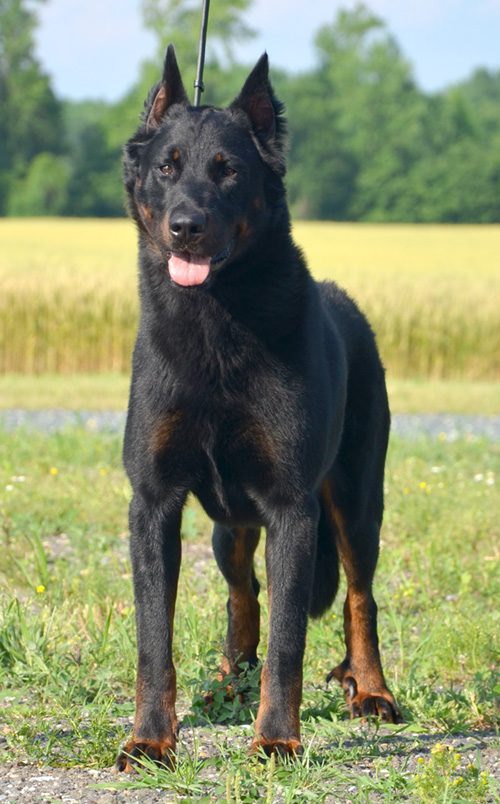 The Beauceron Temperament