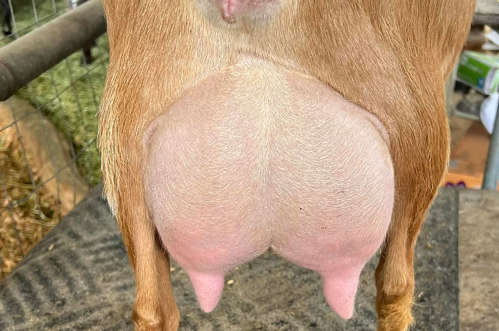 Maternal sister: IlenesRascals Stephanie Dear (photo credit Ilenesrascal)