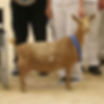 Full sister: GCH Wolfivan Valerian Root 4_M, EEEE91