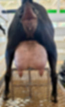 Dam as a 2F: Hanson Hideaway Candy Hearts (PC Cedar Shade Farm)