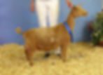 Full sister: GCH Wolfivan Valerian Root 4_M, EEEE91