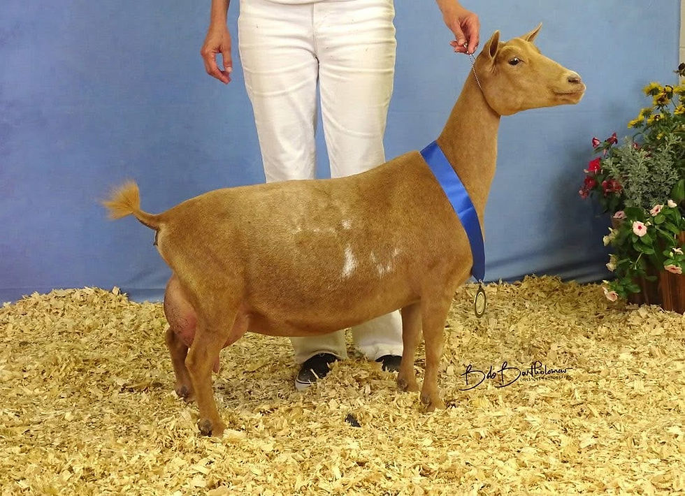 Full sister: GCH Wolfivan Valerian Root 4_M, EEEE91