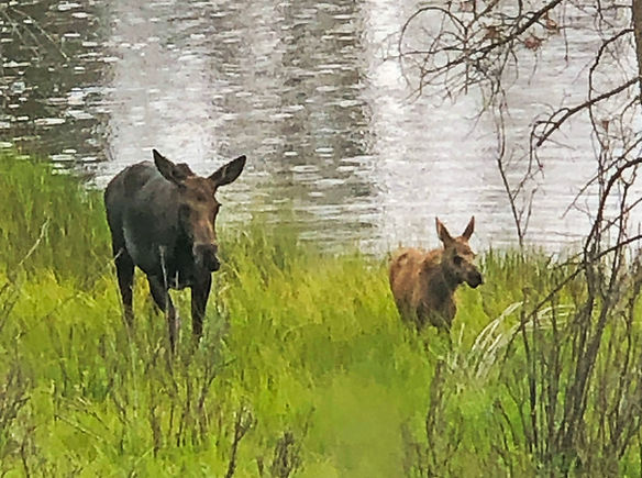 Spring Time in the Rockies