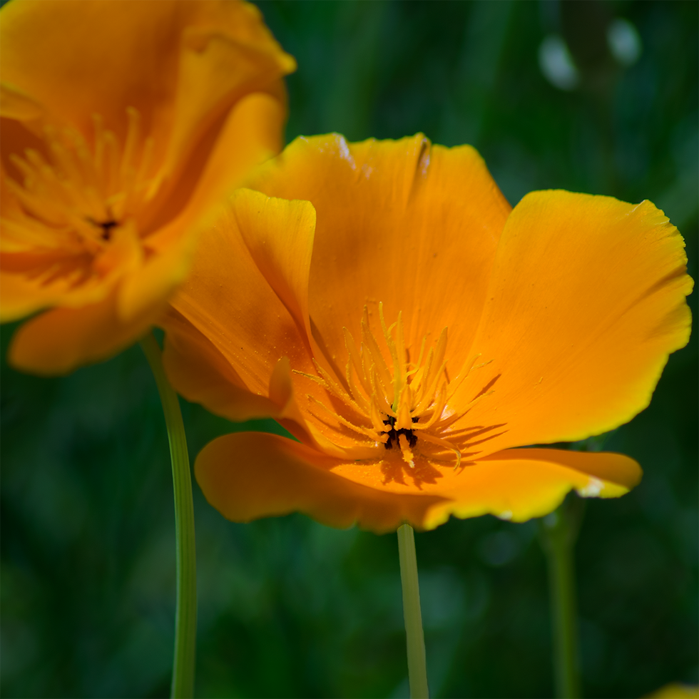 poppy small