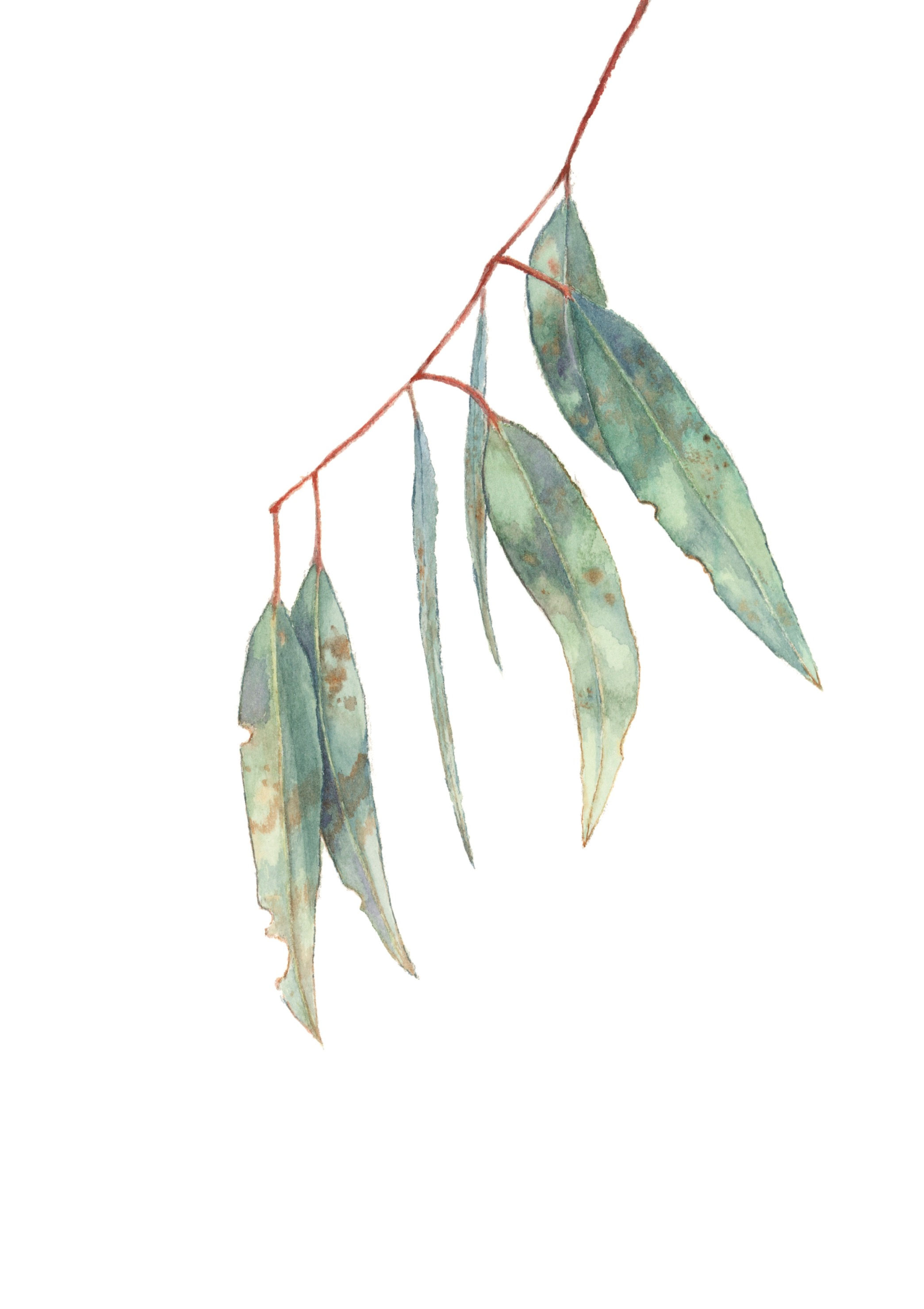 Eucalyptus Leaves