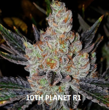 10TH PLANET R1