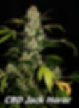CBD Jack Herer