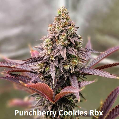 Punchberry Cookies Rbx
