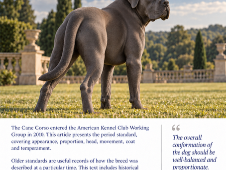 BCCS article poster: AKC (American) Cane Corso Breed Standard, 2010. Slate grey Cane Corso with natural ears.