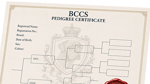BCCS Pedigree Cert.png