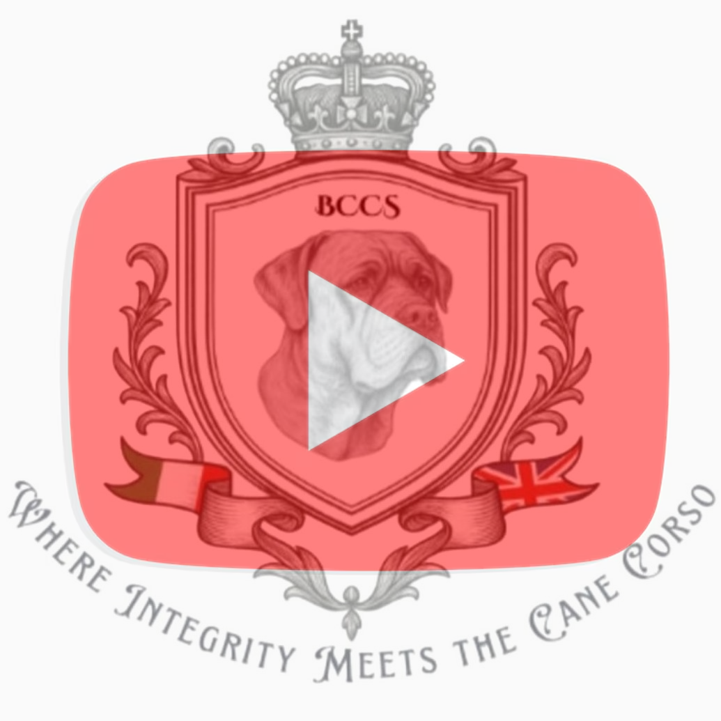 bccslogofinal_v2.jpeg