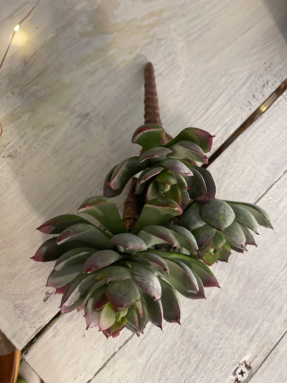 Thumbnail: Triple Spoon Succulent