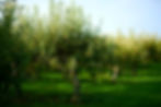 _DSC1524_edited.jpg