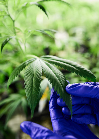 Close-up documentary-plus photo of a researcher in blue gloves carefully inspecting the texture of a healthy green cannabis leaf.