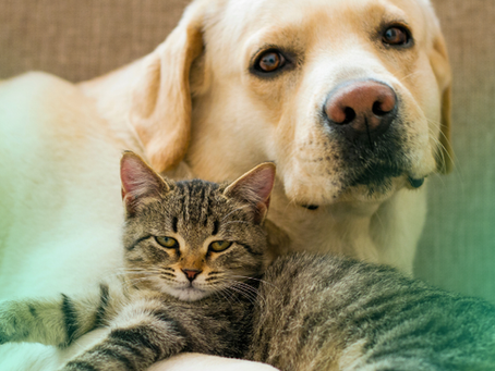 Pet-Friendly Cleaning with MK Cleaning Services: Keeping Your Home Safe and Clean for Your Furry Friends 