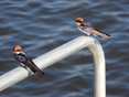 Swallow - Wire Tailed.JPG