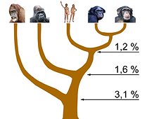 Hominidae_tree_01.png