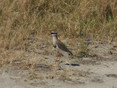 Plover - Crowned.JPG