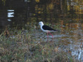 Stilt - Black winged (2).JPG