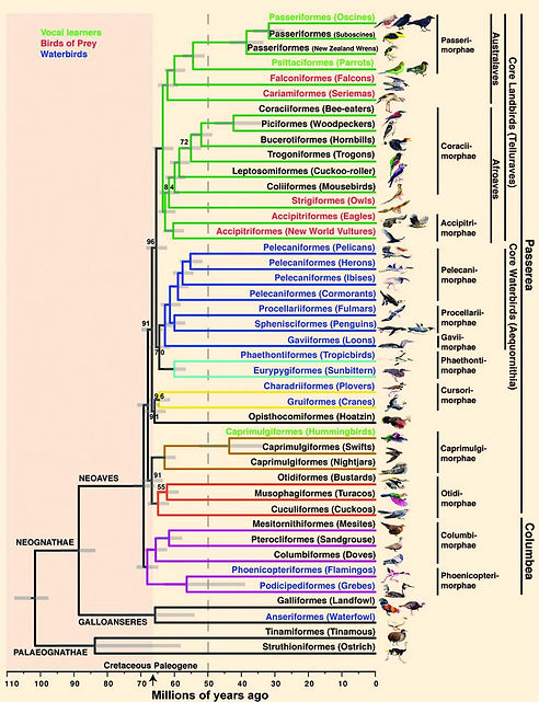 image_2340e-Avian-Family-Tree.jpg