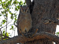 Owl - Spotted Eagle.JPG