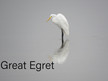 Egret - Great.JPEG