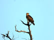 Eagle - Tawny.jpg