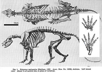 ectoconus_majusculus588.jpg