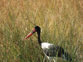 Stork - Saddle Billed.JPG