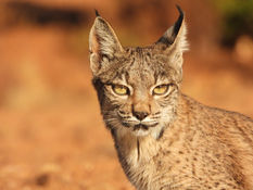 2022-10-01 03.21.18.jpg