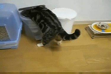 catgif.gif