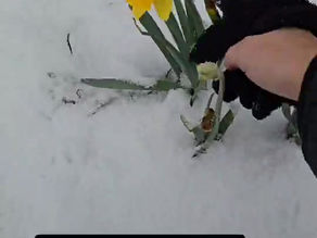 Happy Spring Chicago