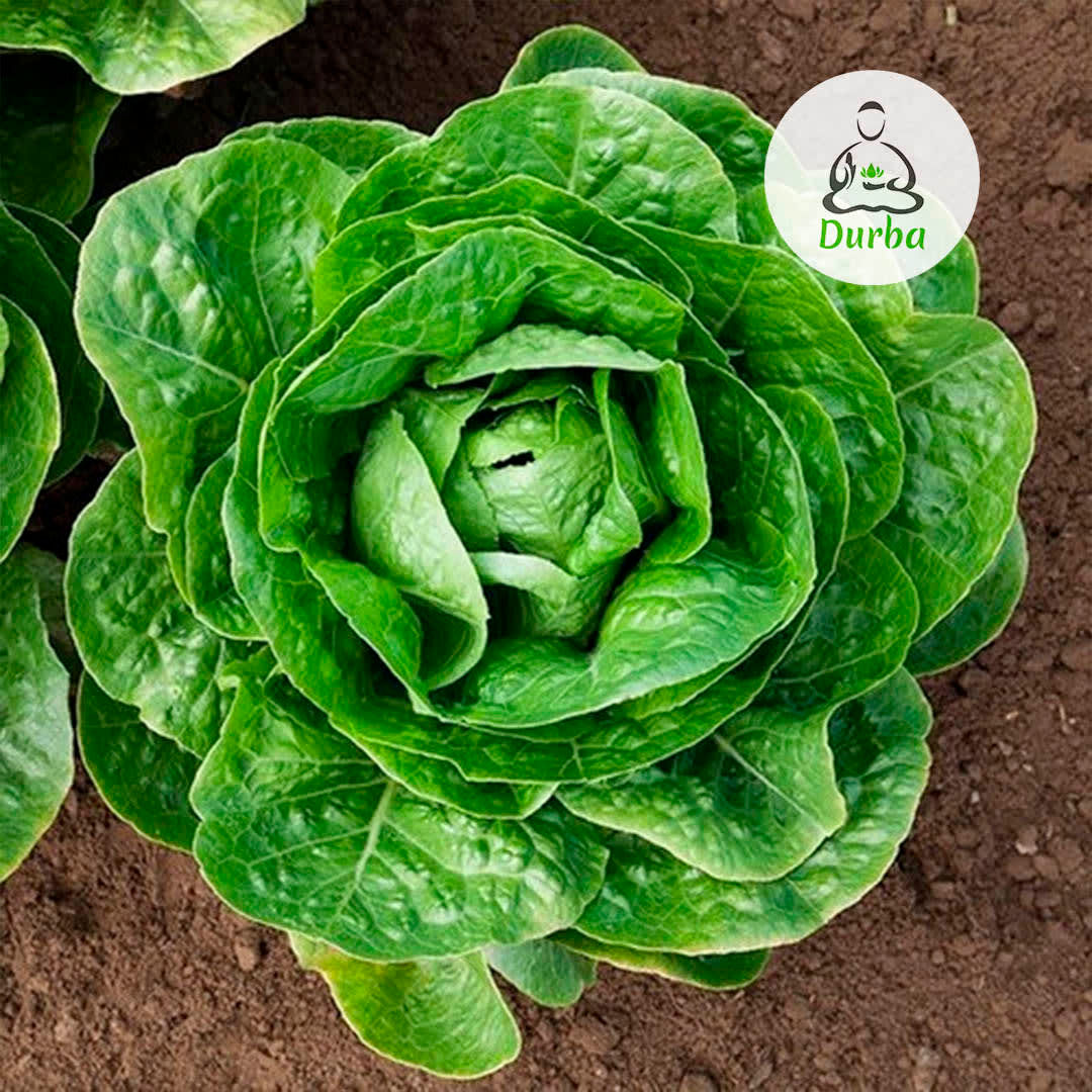 Lechuga Española