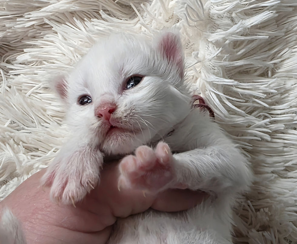 RAZ MAINE COON KITTEN - BLACK HILLS MAINE COONS