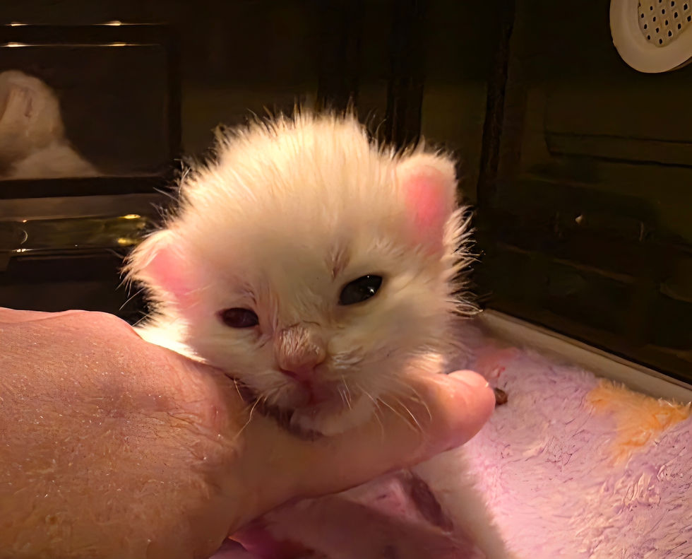 RAZ MAINE COON KITTEN - BLACK HILLS MAINE COONS