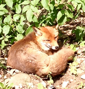 5F56EFF7-DDC7-45D6-8CB7-31E63D3E2EB8_1_1