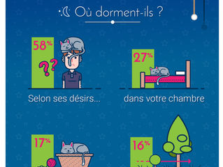 Où dorment nos chats ?