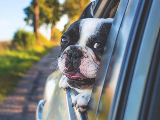 Je pars avec mon chien