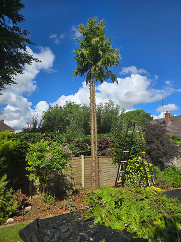 Tree Surgery