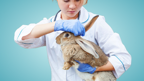 Protecting Your Bunny: Essential Tips for Parasite Prevention in Rabbits