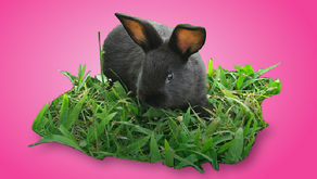 Playtime for Your Rabbit: Tips and Ideas for Keeping Your Bunny Active and Happy