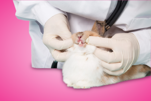 Chew on This: The Importance of Dental Care for Your Bunny
