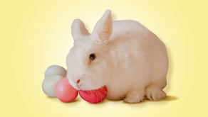 The Importance of Suitable Housing for Your Rabbit: Indoor or Outdoor Living Environment?
